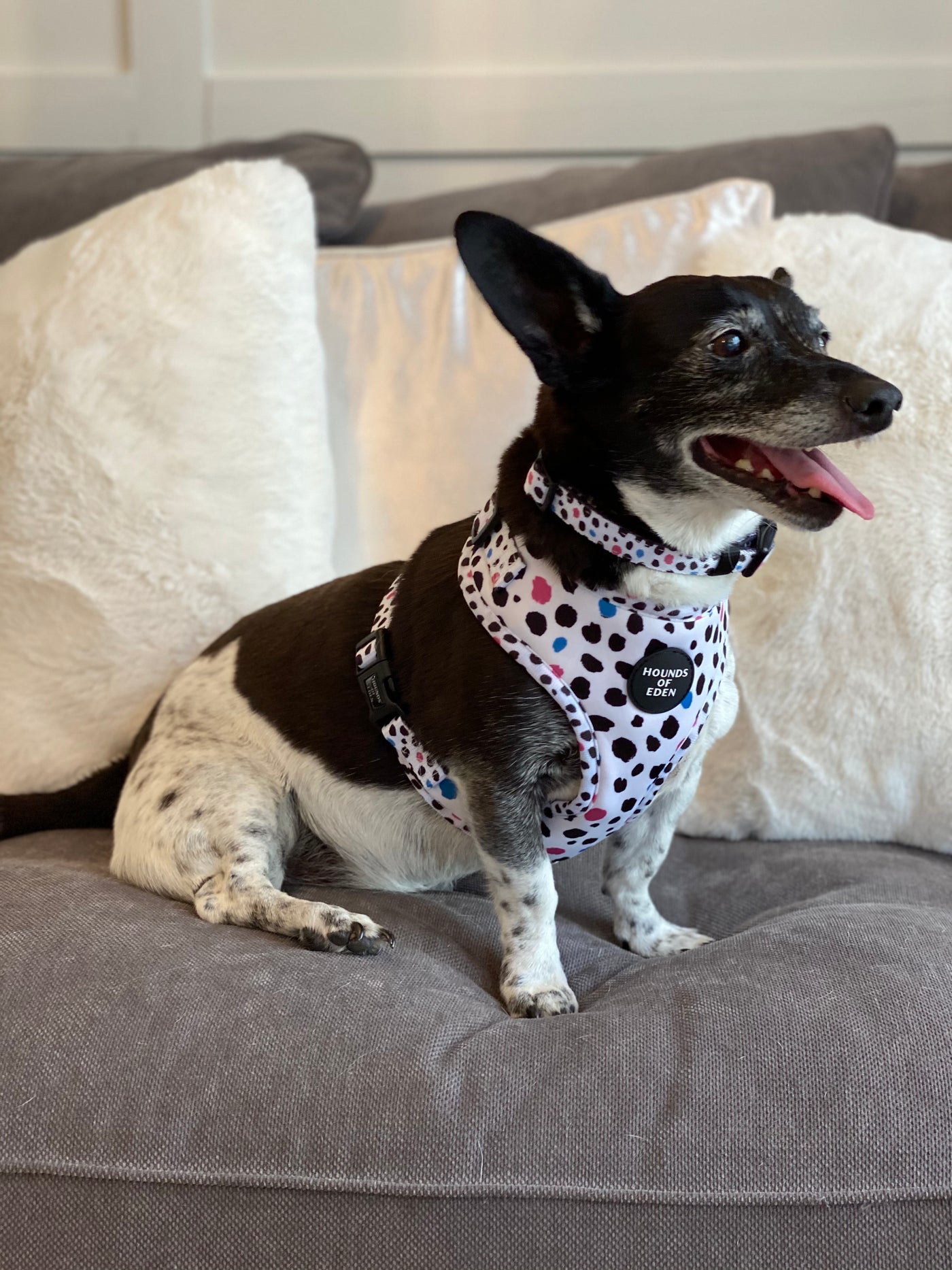 'Spot the Dog' - Pink, Blue & Black Spotted Dog Collar