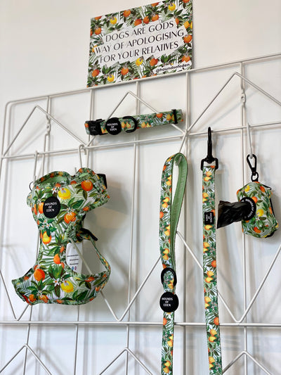 'Squeeze Me' - Citrus Dog Collar