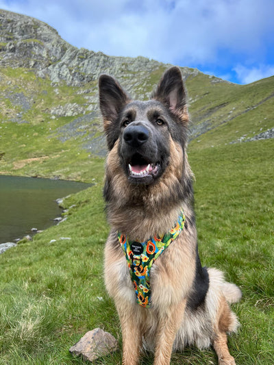 Pupaya Design Dog Collar