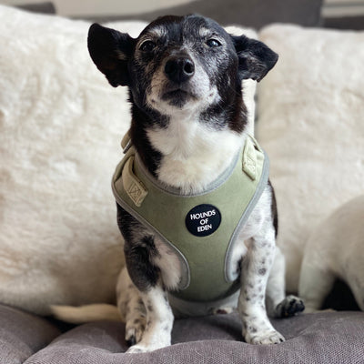 Sage Mist - Green Velvet Dog Harness with Silver Metal Hardware
