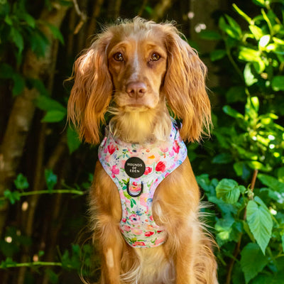 Ziggy's Secret Garden Design Dog Collar