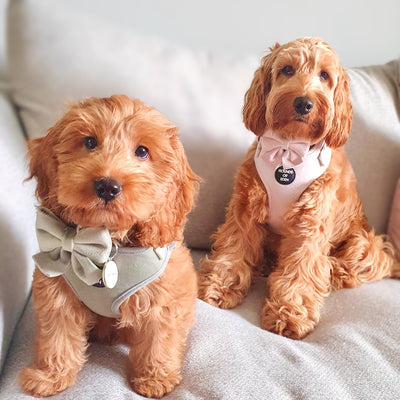 Pure Peony - Pink Velvet Dog Harness with Gold Metal Hardware