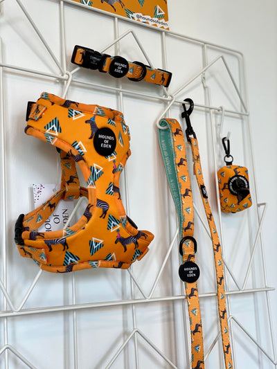 'Party Marty' - Zebra Dog Collar