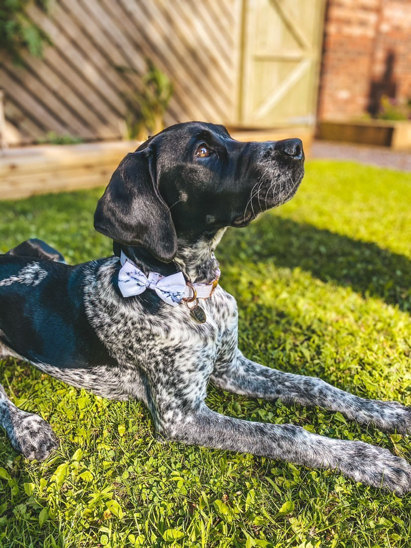 Arabella Marble Dog Collar - Rose Gold