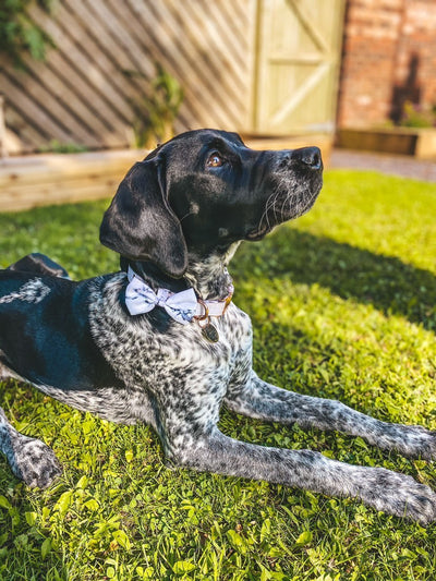 Arabella Marble Dog Collar - Rose Gold