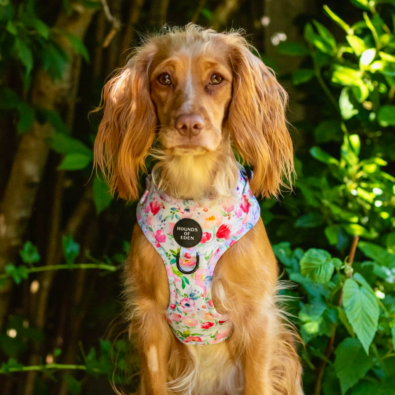 Ziggy's Secret Garden Design Dog Harness