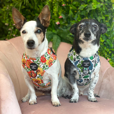Autumn Blossom - Floral Poppy Dog Collar