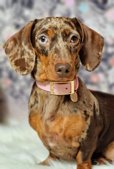 Candy floss Pink 'All Weather' Dog Collar