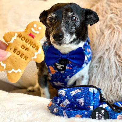 'Space Out' - Starlight Blue Space Pattern Dog Harness