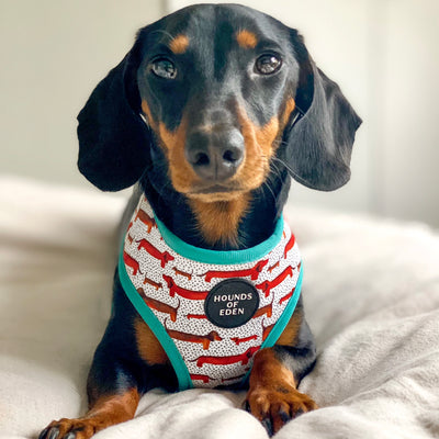 Sizzlin’ Sausages - Dachshund Dog Collar