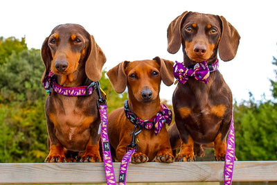 Harry Pawter Design Dog Harness