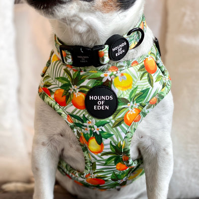 'Squeeze Me' - Citrus Dog Collar