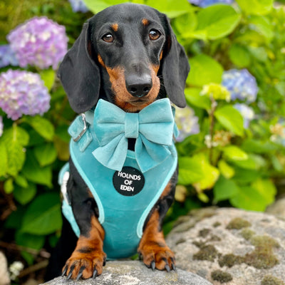 Tiffany's - Light Teal Velvet Dog Collar with Silver Metal Hardware