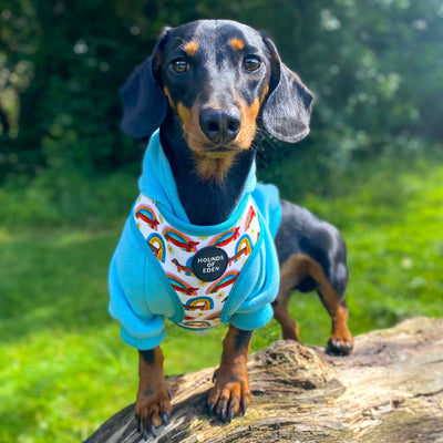Sizzlin’ Sausages - Dachshund Dog Collar