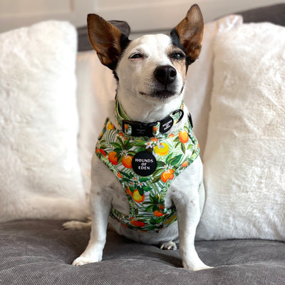 'Squeeze Me' - Citrus Dog Collar