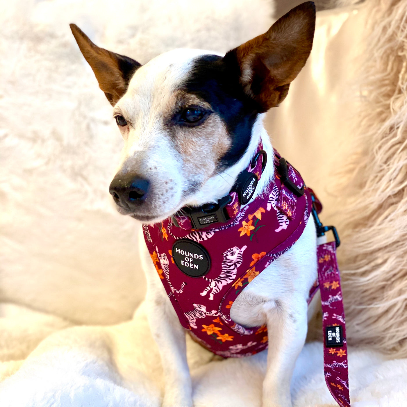 'Tiger Lily' - Magenta Pink Tiger Pattern Dog Collar
