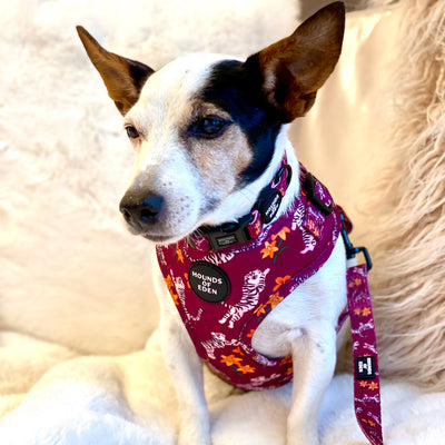 'Tiger Lily' - Magenta Pink Tiger Pattern Dog Collar