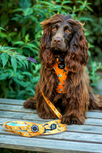 'Party Marty' - Zebra Dog Harness