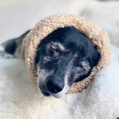 Teddy it's Cold Outside Dog Snood