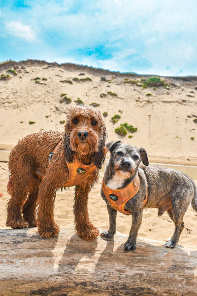 'Honey' Harris Tweed Dog Collar