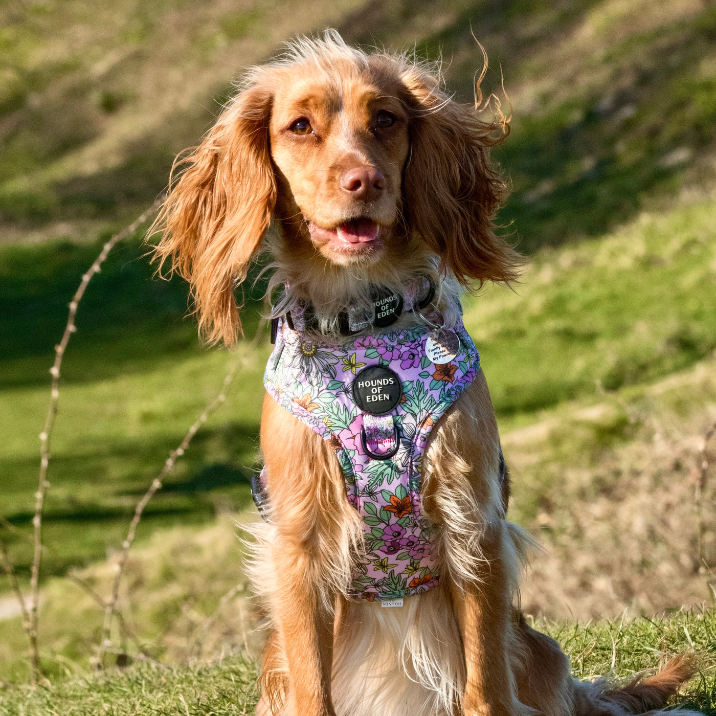 Wild Blossom- Design Dog Harness