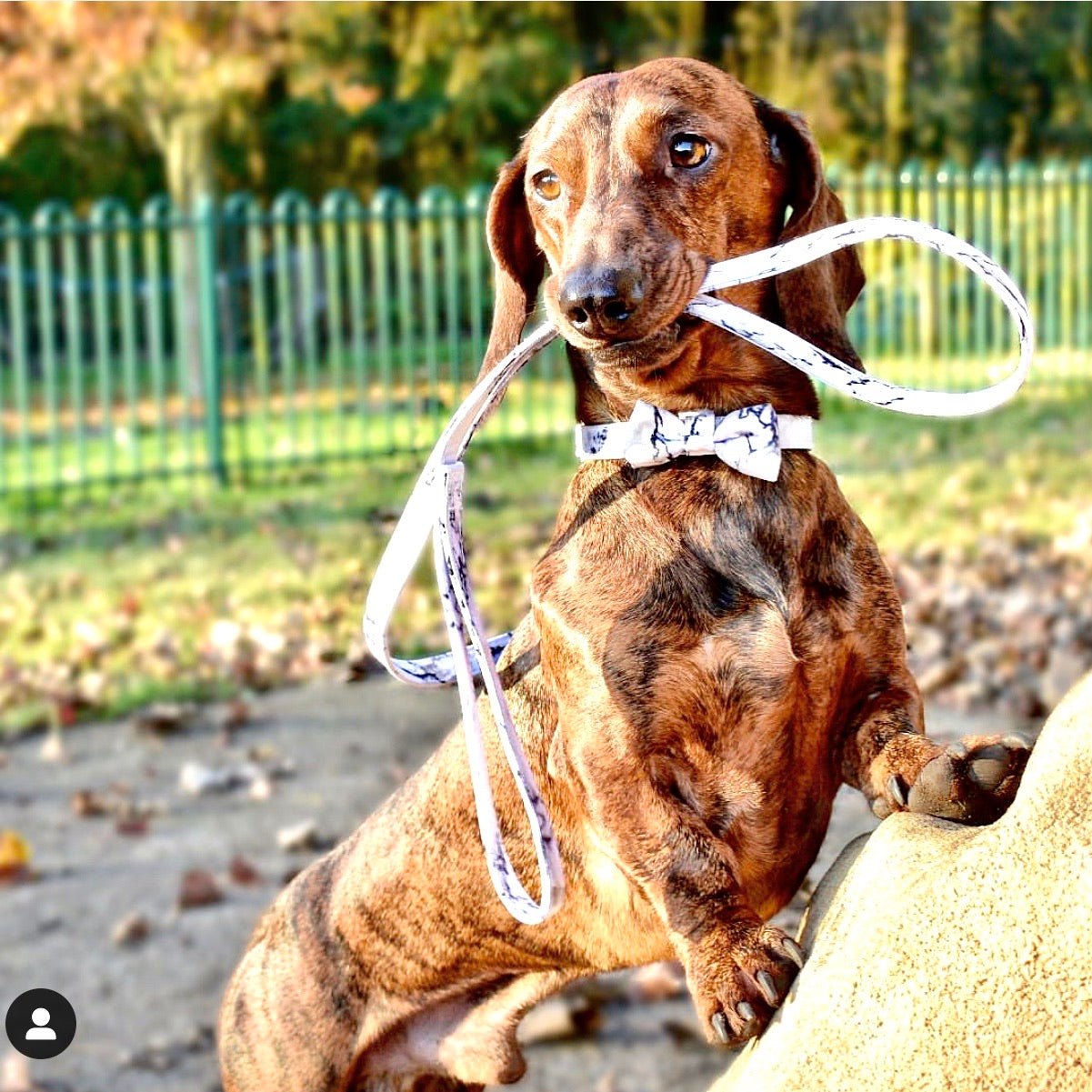 Arabella Marble Dog Collar - Rose Gold