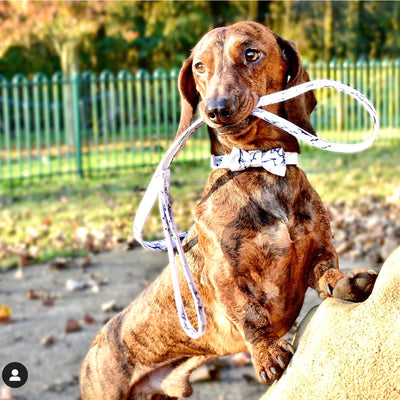 Arabella Marble Dog Collar - Rose Gold