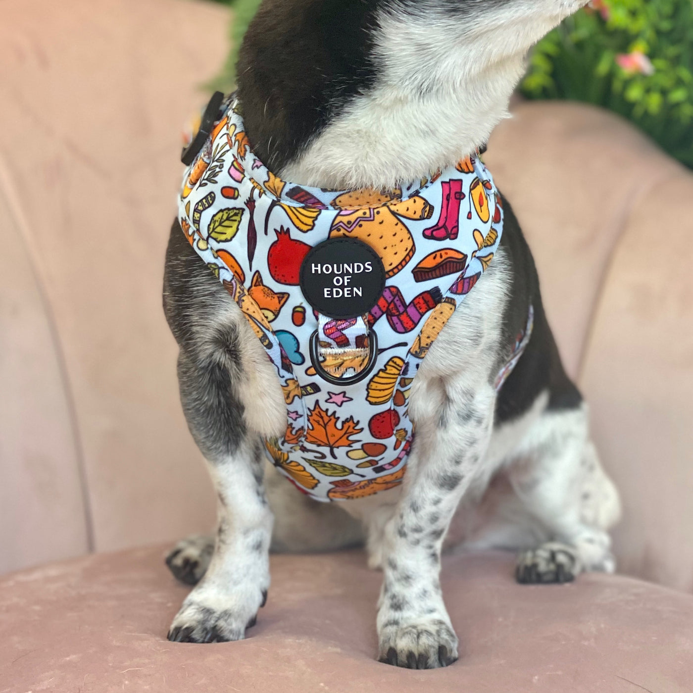 Country Pupkin - Autumnal Doodle Dog Harness
