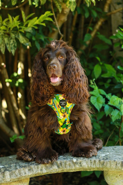 Pupaya Design Dog Harness