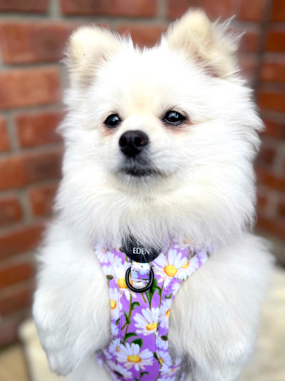 Daisy Dreams Design Dog Bow Tie