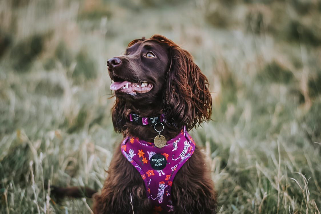 'Tiger Lily' - Magenta Pink Tiger Pattern Dog Harness