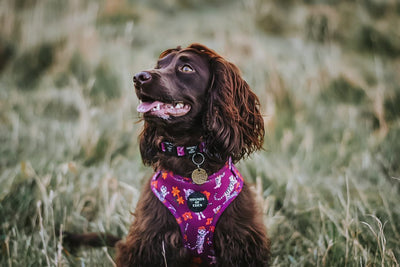 'Tiger Lily' - Magenta Pink Tiger Pattern Dog Harness