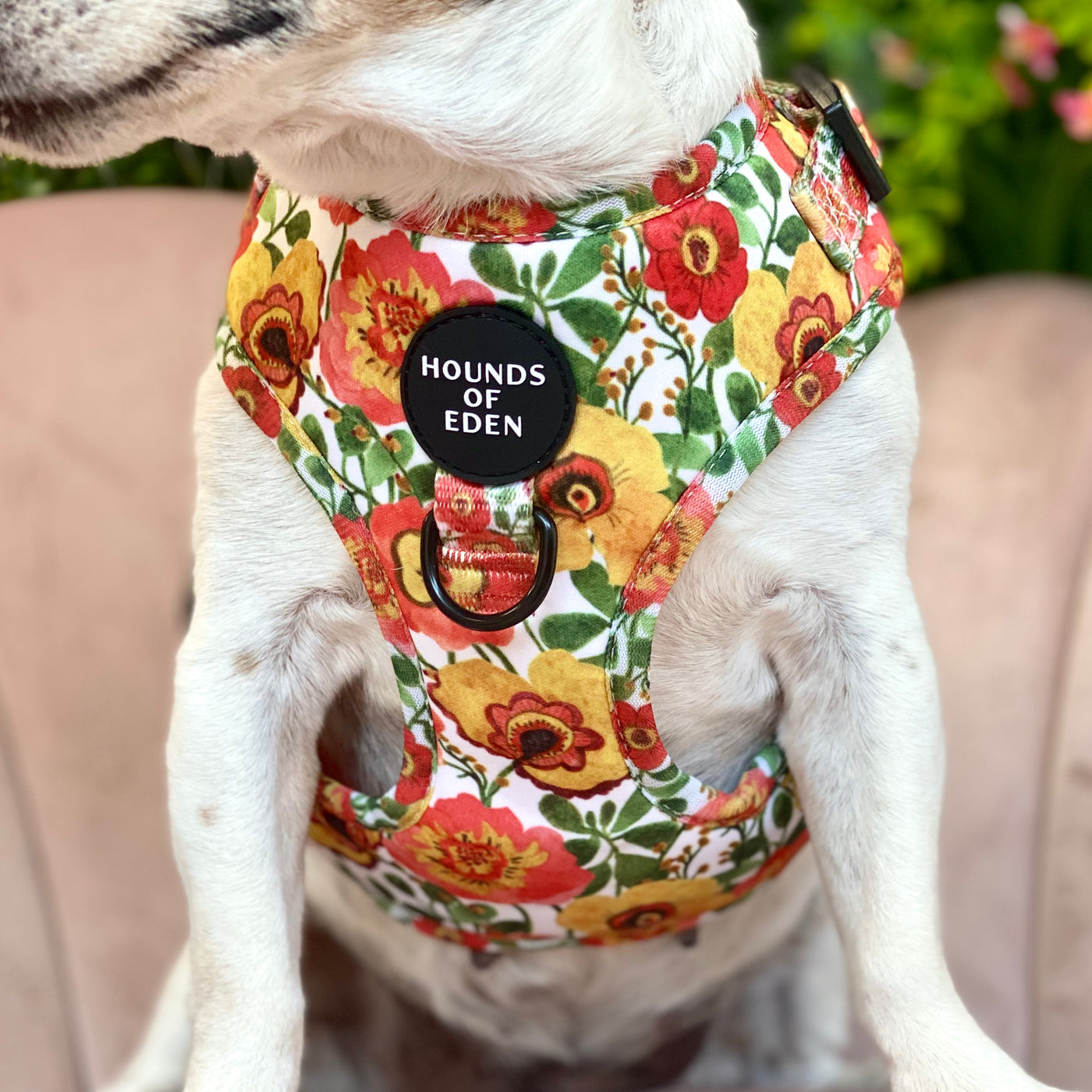 Autumn Blossom - Floral Poppy Dog Harness