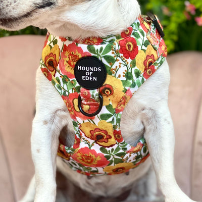 Autumn Blossom - Floral Poppy Dog Harness
