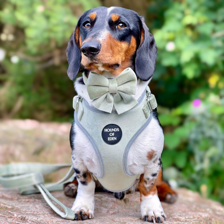 Sage Mist - Green Velvet Dog Harness with Silver Metal Hardware