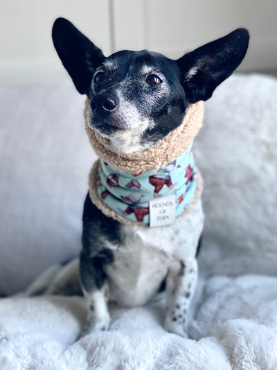 Teddy it's Cold Outside Dog Snood
