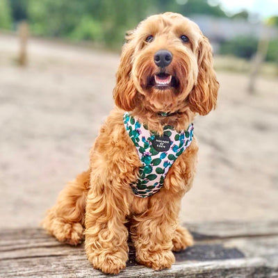 Looking Sharp - Green Cactus and Pink Dog Collar