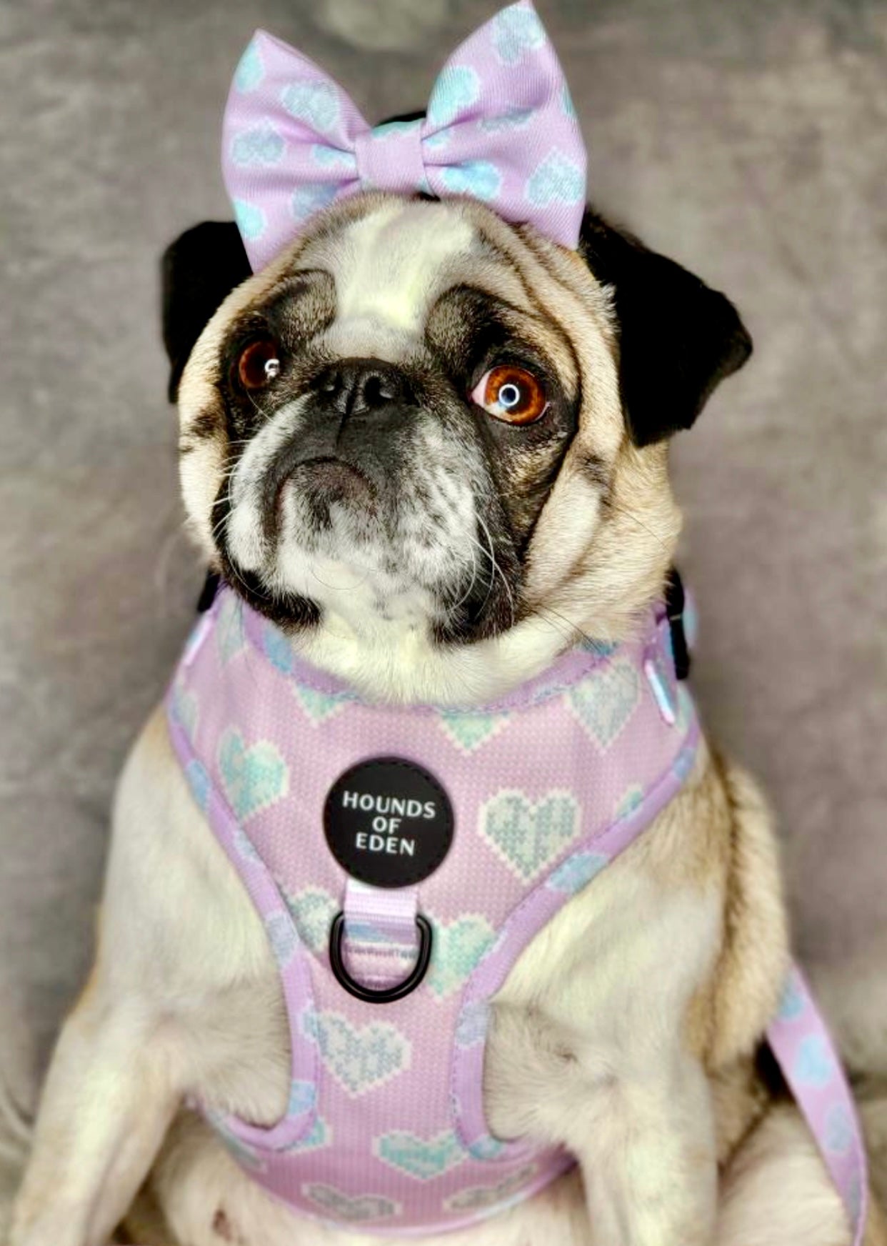 Don’t Go Barking My Heart - Pink and Teal Hearts Dog Harness