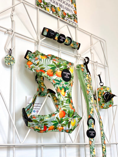 'Squeeze Me' - Citrus Dog Collar