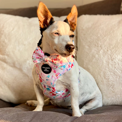 Jewel Leopard -  Leopard Dog Harness