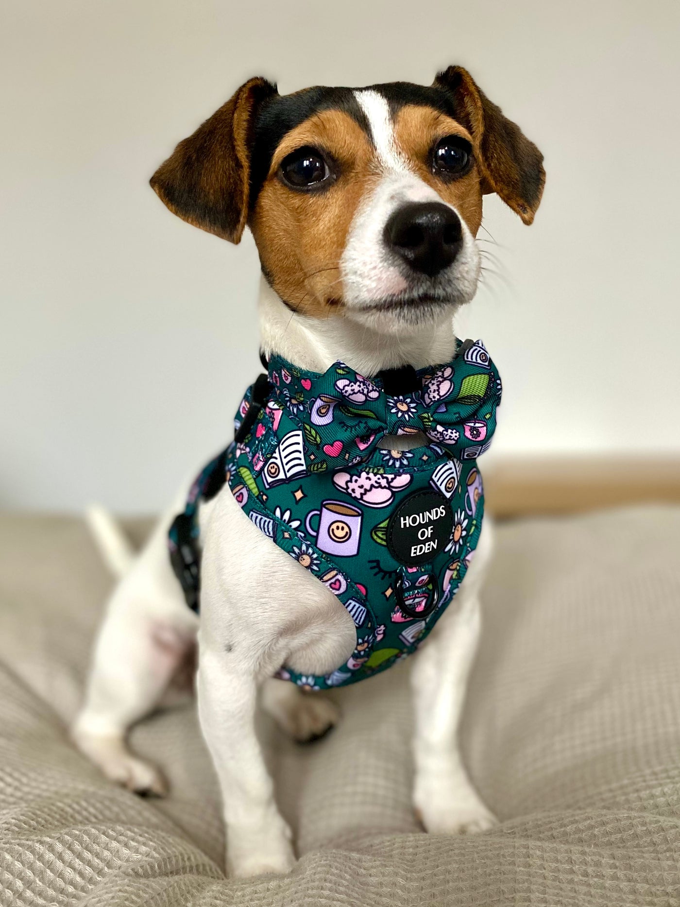 Self Care Design Dog Collar