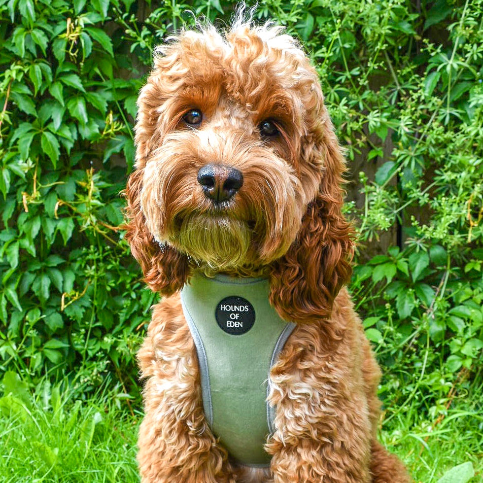 Sage Mist - Green Velvet Dog Collar with Silver Metal Hardware