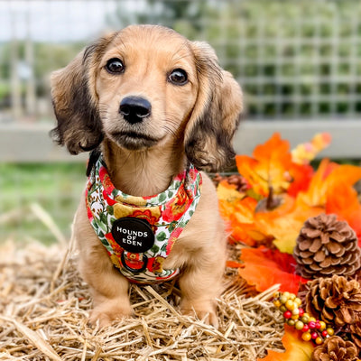 Autumn Blossom - Floral Poppy Dog Harness