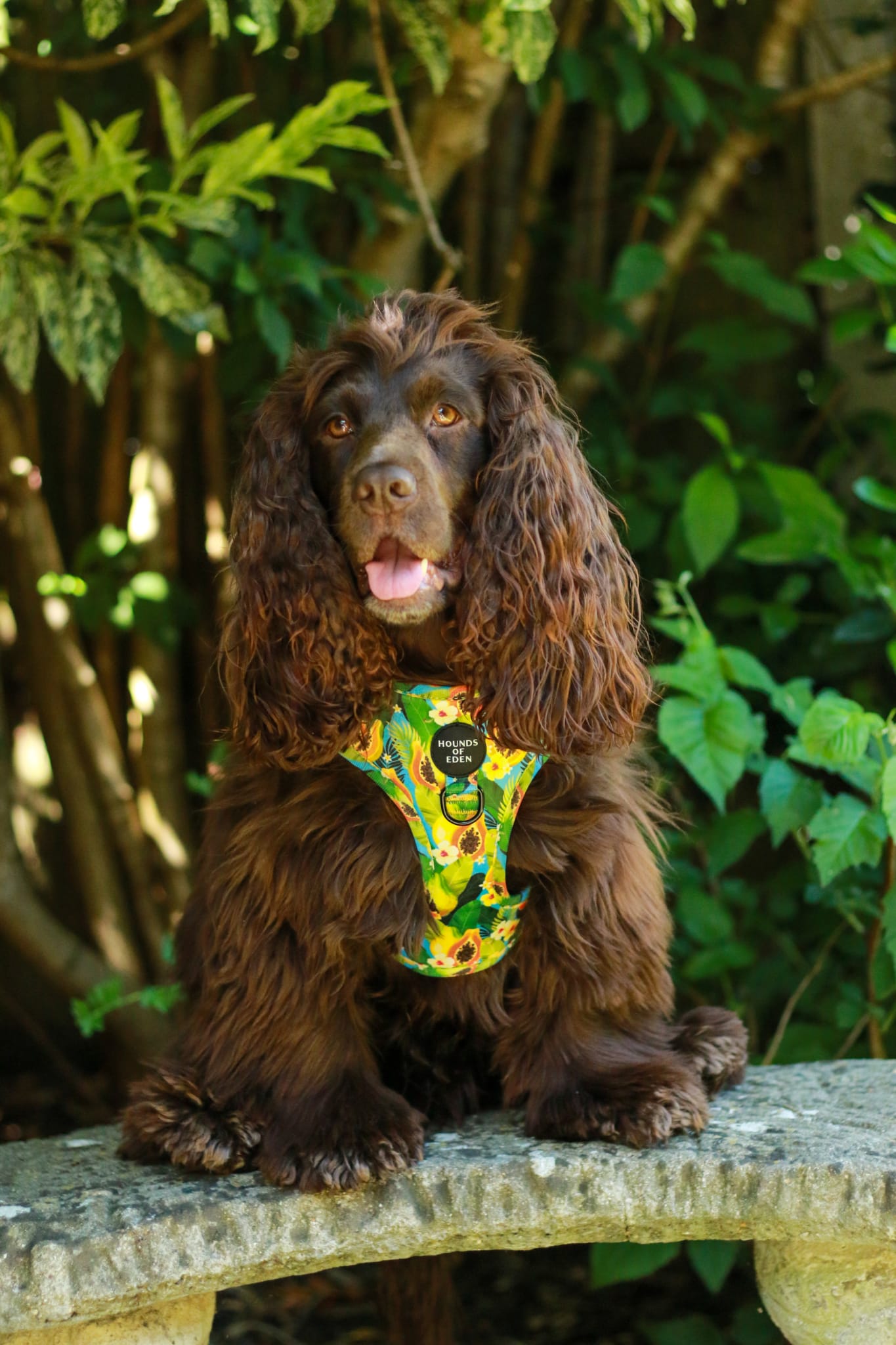 Pupaya Design Dog Collar