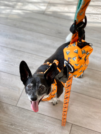 'Party Marty' - Zebra Dog Collar