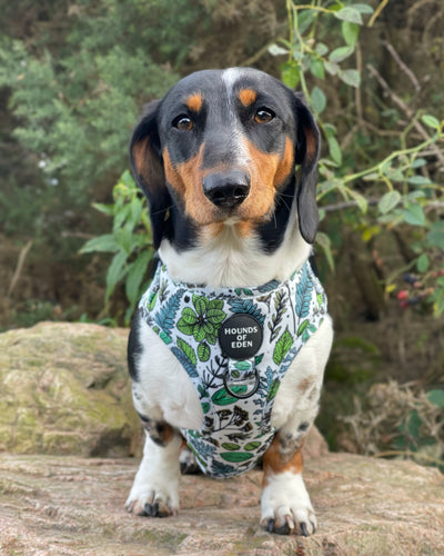 Ferntastic - Green Botanical Dog Harness