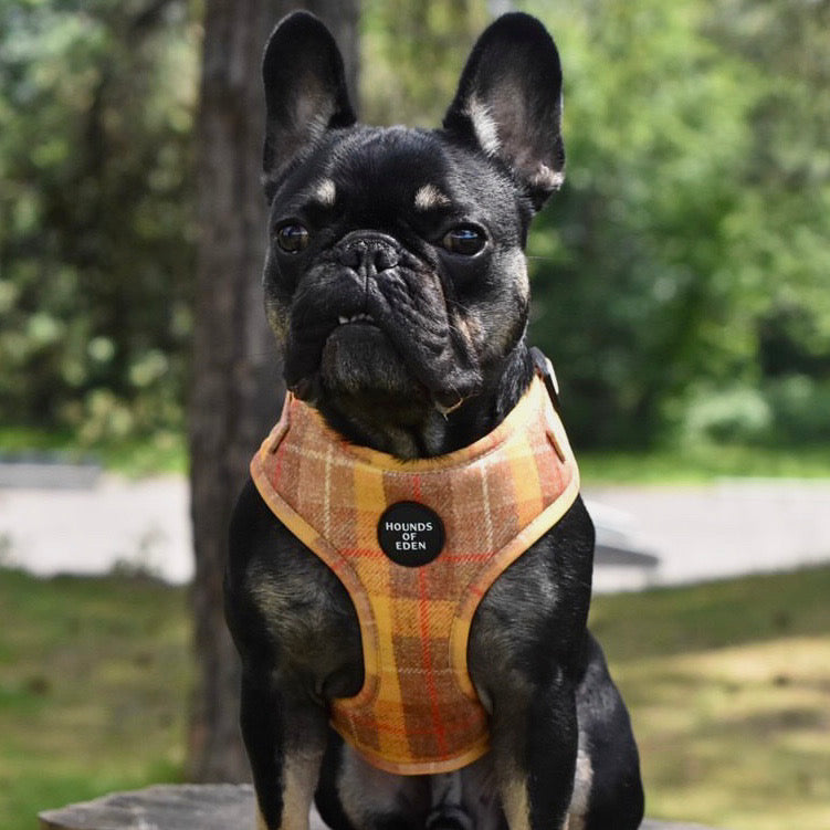 'Honey' Harris Tweed Dog Collar