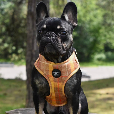 'Honey' Harris Tweed Dog Collar