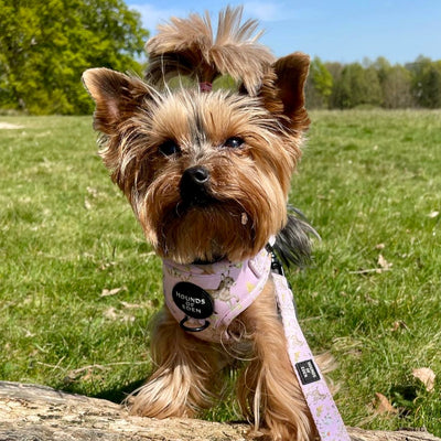 SPRING BABIES - Design Dog Harness