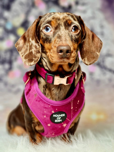 Magenta Sky Velvet Collar